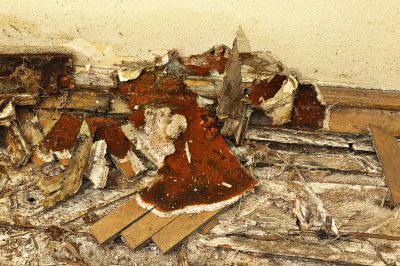 Wood Rot Removal in Littleton, CO