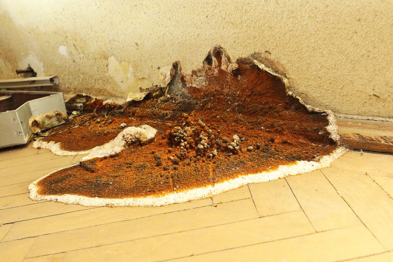Dry Rot Repair in Roswell, GA