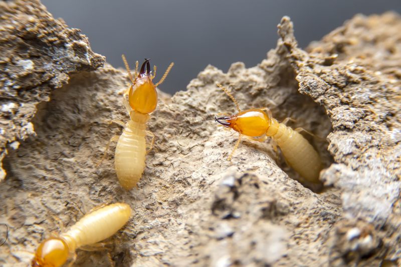 Termite Damage Repair Service in Boulder, CO