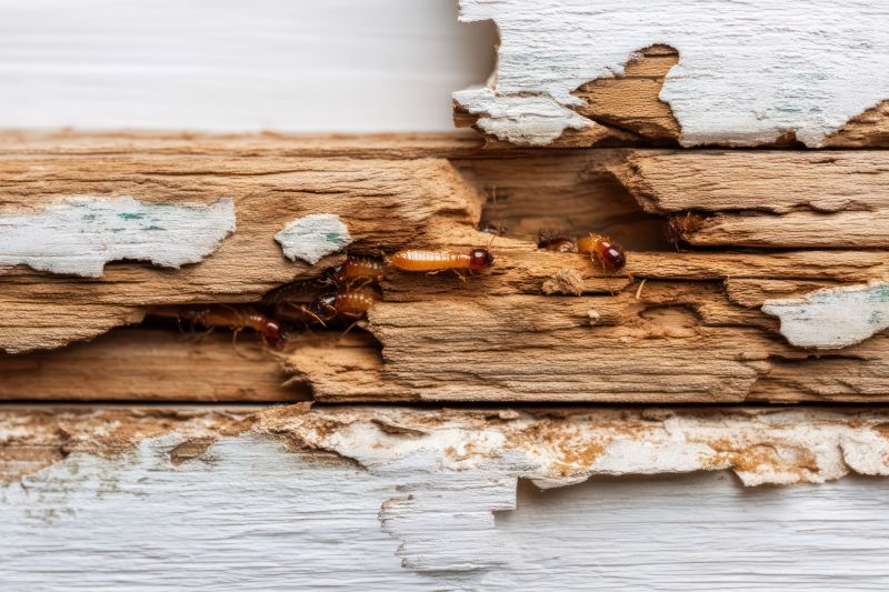 Termite Damage Repair Service in Kansas City, KS
