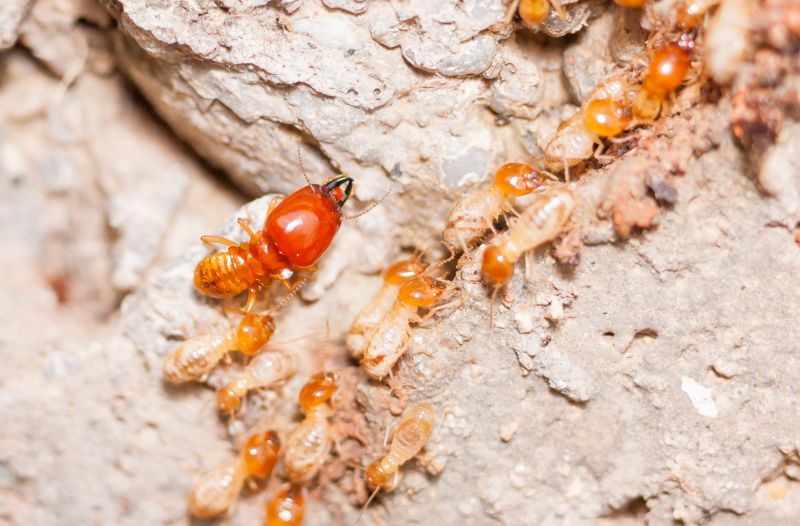 Termite Damage Repair Service in Denver County, CO