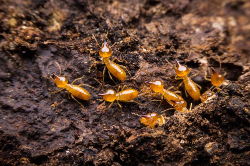 Termite Damage Repair Service in Littleton, CO