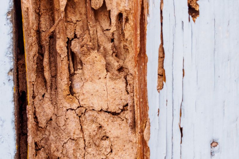 Wood Rot Removal in Denver, CO